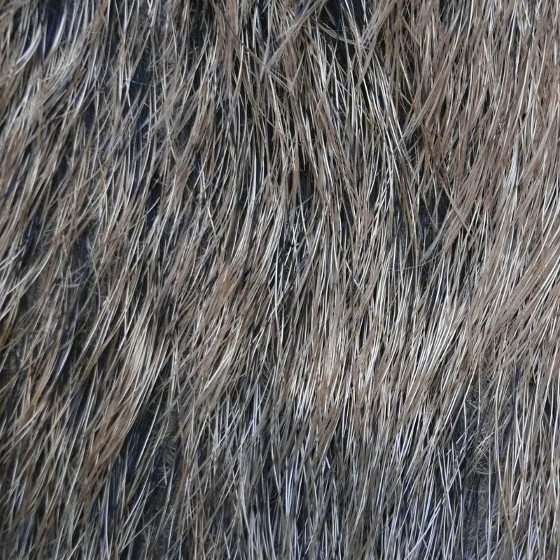 Peau de Sanglier