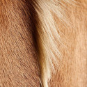 Peau de springbok naturelle