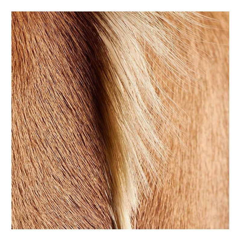 Peau de springbok naturelle