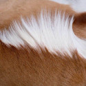 Coussin Springbok