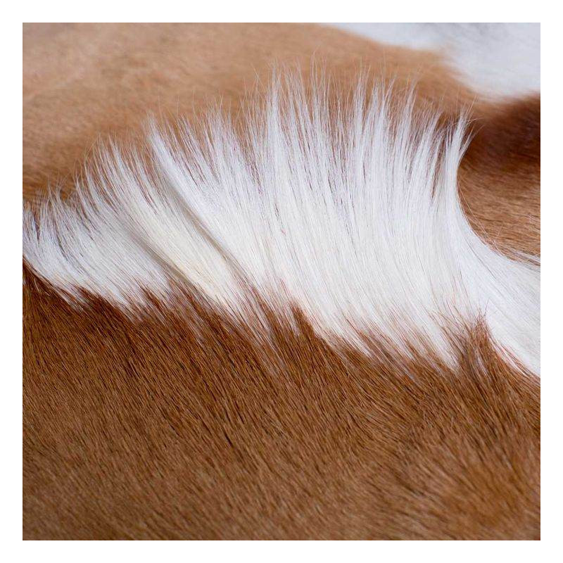 Coussin Springbok