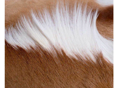 Osez la peau de springbok, source de confort et de chaleur